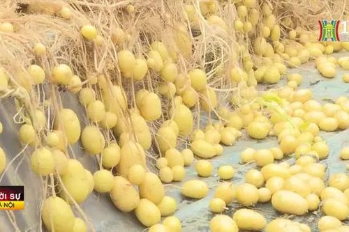 Nâng cao giá trị cây vụ đông