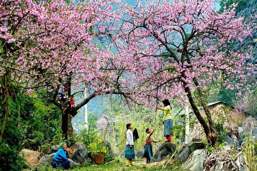 Độc đáo ngày Tết sớm hơn cả nước một tháng của người Mông nơi cuối trời Tây Bắc