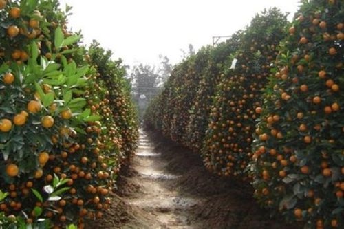 Khách về tận vườn chốt mua, quất cảnh ở Nam Định đắt hơn năm ngoái