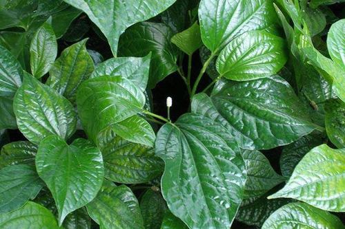 Các loại rau xanh có thể trồng tại nhà, lớn nhanh như thổi hái không kịp tay