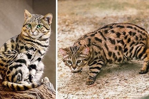 Những giống mèo siêu hiếm trên thế giới