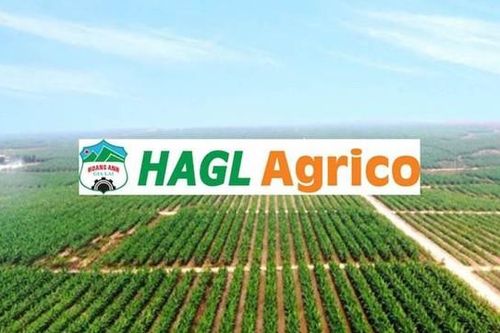 Sau tin trả hết nợ cho HAGL, cổ phiếu HNG đắt 'như tôm tươi'