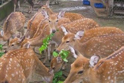 Nuôi hươu lấy nhung: ngành kinh tế mũi nhọn của Hương Sơn