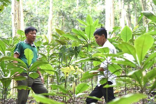 Cây dược liệu đóng góp lớn cho kinh tế rừng