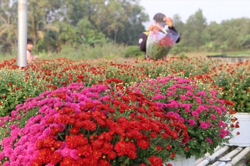 ĐBSCL: Hoa mai, cúc mâm xôi Hàn Quốc nở sớm do thời tiết lạnh, mưa trái mùa