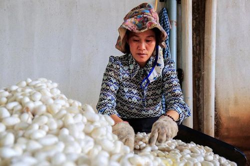 Máy phân loại và định giá kén tằm do sinh viên sáng chế