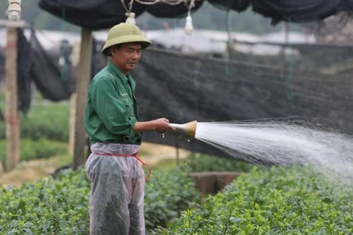 Vựa hoa lớn nhất xứ Thanh vào vụ Tết