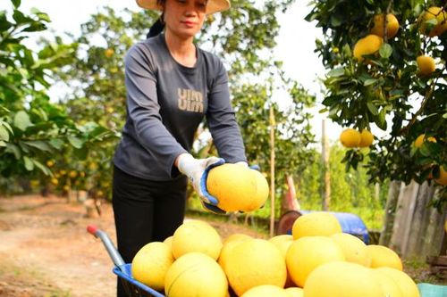 Bưởi Diễn tất bật vào vụ thu hoạch chờ cung ứng ra thị trường dịp Tết 2025