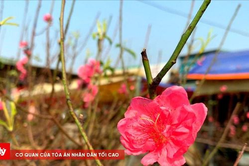 Hà Nội: Hoa đào xuống phố sớm