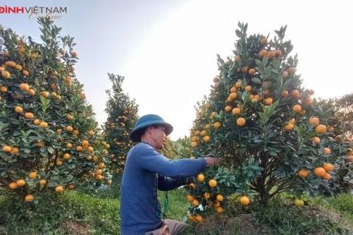 Nông dân Hải Phòng vớt vát vụ quất Tết