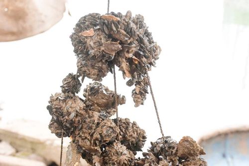 Ngư dân Hoàng Mai kiếm thêm thu nhập nhờ 'săn' thức ăn cho tôm hùm