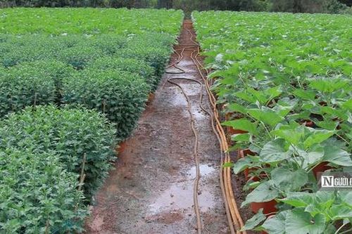 Nhà vườn tất bật chuẩn bị hoa Tết, kỳ vọng lợi nhuận cao