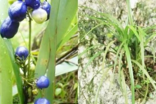 'Quái cây' có thể diệt chuột, Việt Nam có đầy, trồng bán là thu bộn tiền
