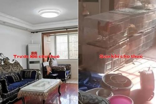 Biến căn hộ chung cư thành chuồng gà: Người thuê gây họa, chủ nhà lao đao