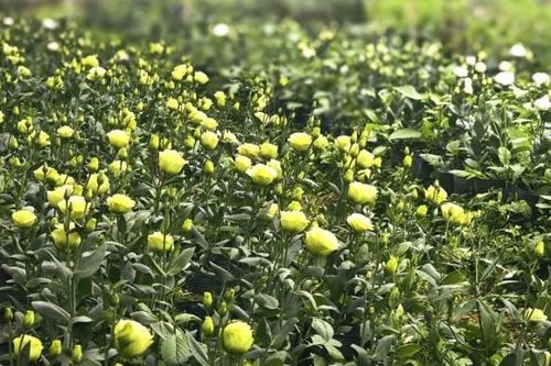 Làng hoa Đông Cương đưa hơi thở mùa xuân về khắp chốn