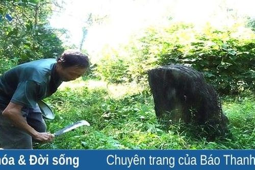 Cần có giải pháp bảo vệ khu rừng mộ cổ