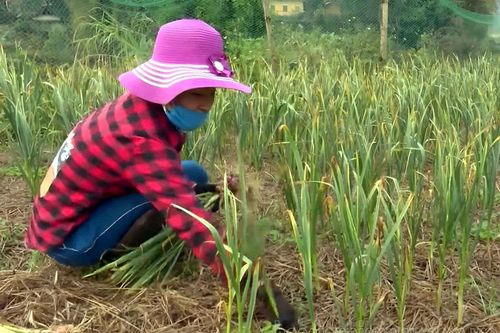 Nhân rộng mô hình sản xuất giảm nghèo hiệu quả