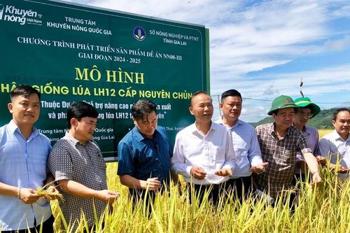 IPHM nâng cao hiệu quả sản xuất nông nghiệp