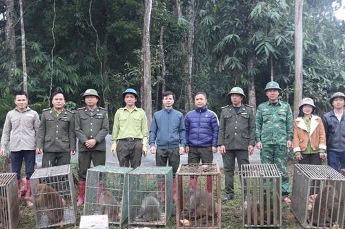 Tái thả 91 cá thể động vật rừng về môi trường tự nhiên