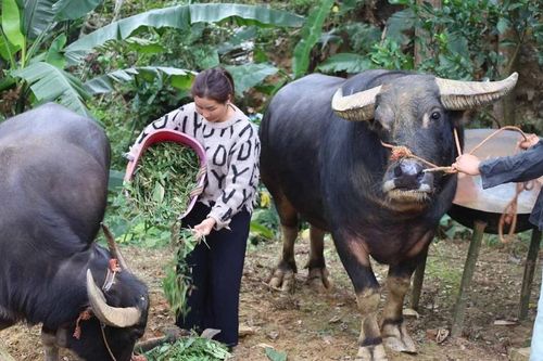 Tăng cường các biện pháp bảo vệ đàn gia súc trong giá rét