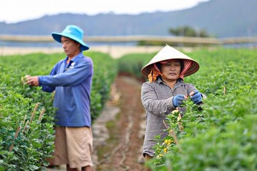 Làng hoa cúc chậu Krăng Gọ 2 rộn ràng chuẩn bị cho vụ Tết