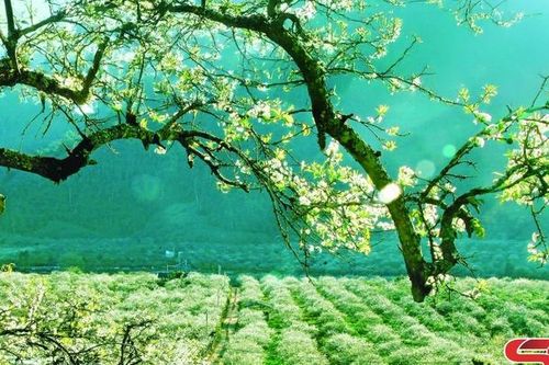 Mùa Xuân trên cao nguyên Mộc Châu