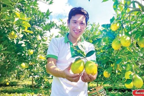 Nông nghiệp hữu cơ tạo giá trị kinh tế bền vững