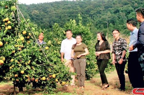 Nhà nông cần có khuyến nông