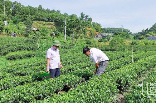 Hỗ trợ sản xuất an toàn cho 745ha cây trồng
