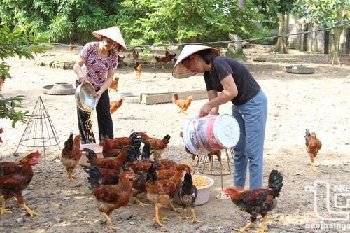 Phú Bình: Giảm nghèo vượt hơn 15% so với kế hoạch