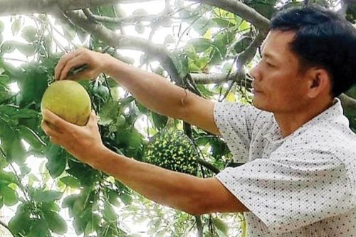 Cải lão cho cây thanh trà