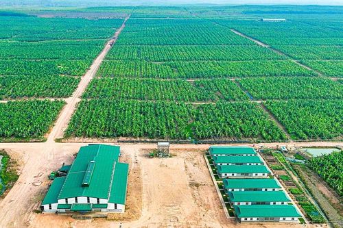 HAGL Agrico (HNG) sắp nhận 42.500 ha đất cao su, cọ dầu, hết nợ với Hoàng Anh Gia Lai