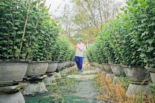 Nông dân xứ Huế tất bật chăm hoa vụ Tết