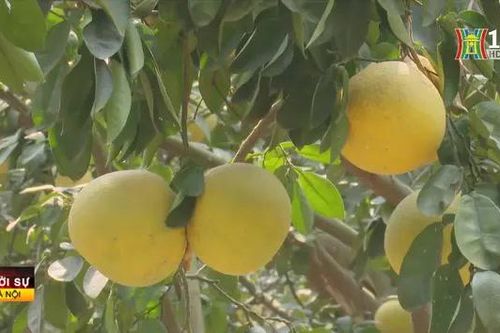 Hà Nội đẩy mạnh xúc tiến tiêu thụ bưởi