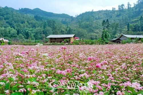Hà Giang - Mùa hoa tam giác mạch