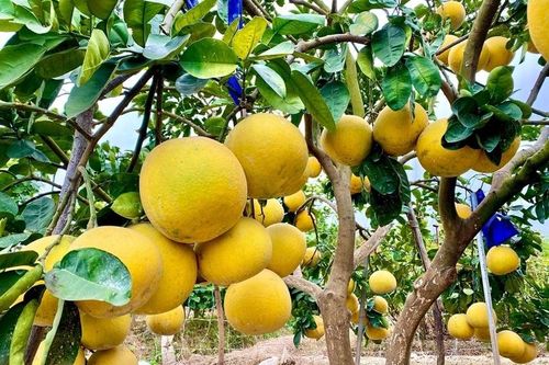 Cách bảo quản bưởi Diễn