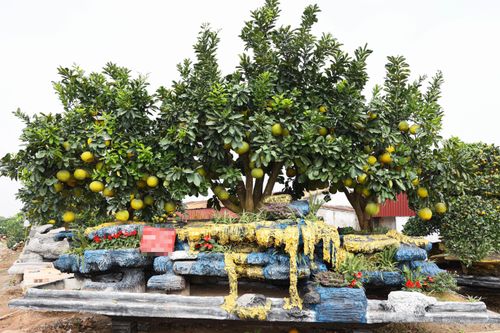 Mãn nhãn ngắm bưởi 'phi thuyền' giá trăm triệu đồng chơi Tết Ất Tỵ