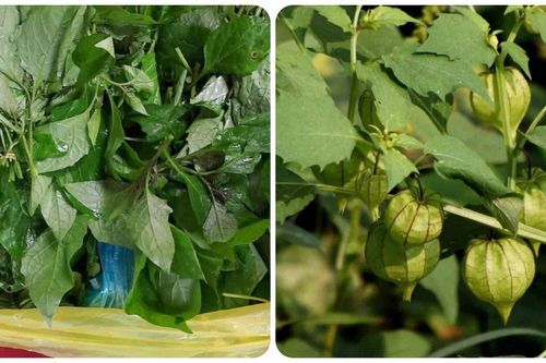 Những người nên ăn rau tầm bóp thường xuyên