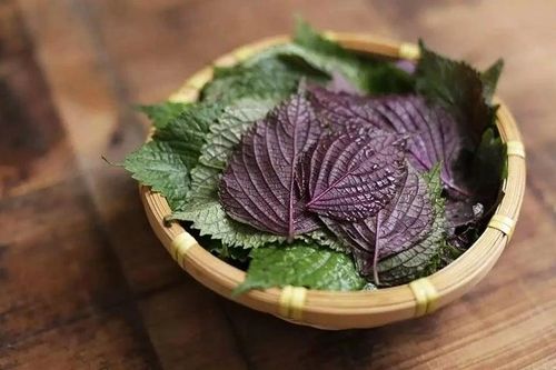 Uống nước lá tía tô có giúp giảm viêm mũi?