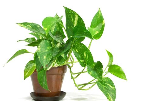 Ý nghĩa phong thủy của việc trồng cây trầu bà trong nhà
