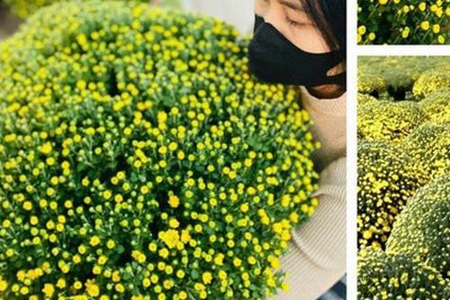Cúc mâm xôi xuống phố 'chào Tết' sớm