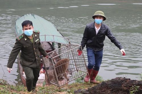 Thả 90 cá thể động vật hoang dã về với tự nhiên
