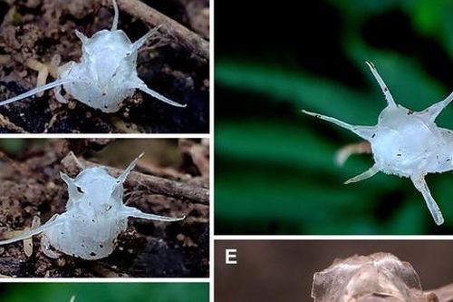 Lần đầu tiên phát hiện loài thực vật trong suốt tại rừng nguyên sinh