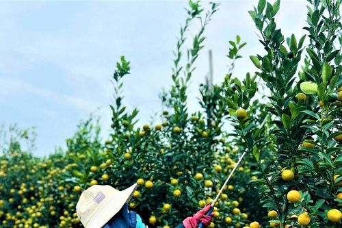 Làng quất cảnh Hội An chuẩn bị vào vụ mùa Tết
