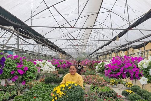 Nông dân vựa hoa lớn nhất Ninh Bình vui vì khách đặt mua sớm