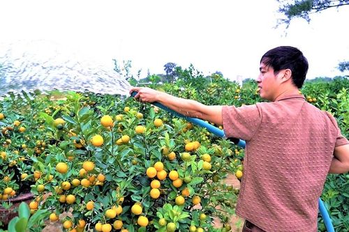 Người trồng quất tất bật cho vụ Tết