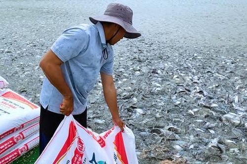 Các động thái chiến lược của những ông lớn trong ngành thức ăn thủy sản