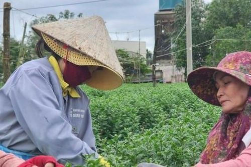 Vắng khách mua, 'thủ phủ' hoa cúc miền Trung đứng ngồi không yên