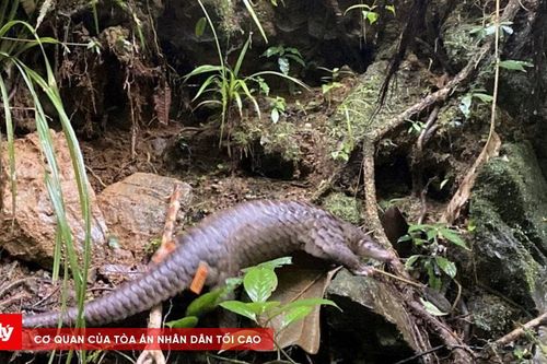 Tái thả 12 cá thể tê tê quý hiếm về tự nhiên