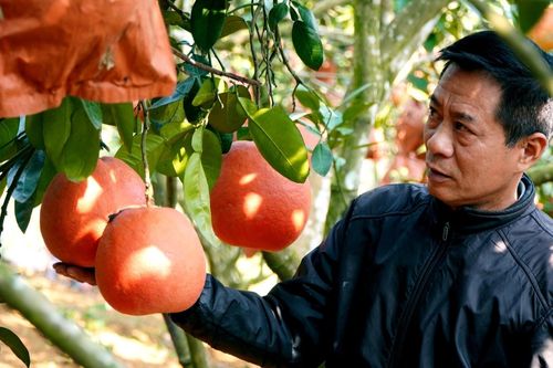 Từ 2 cây bưởi 'hồi môn' bố vợ cho, lão nông kiếm lời hàng trăm triệu mỗi năm